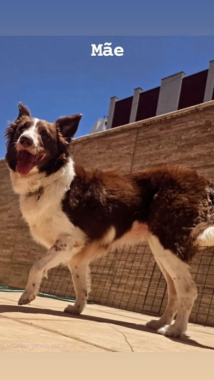 Filhotes de Border Collie - Foto 2