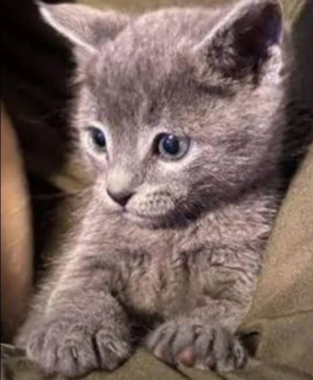 Vendo gatinhos Russian Blue hipoalergênicos.  - Foto 2