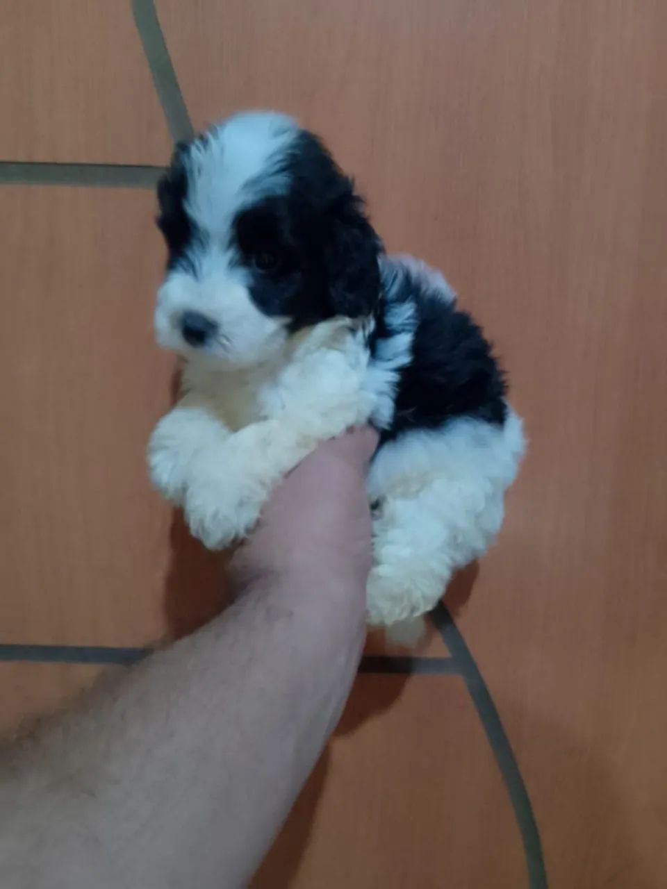 Filhotes de Poodle toy  machos com 2 meses valor 600 reais cada filhote.  - Foto 5