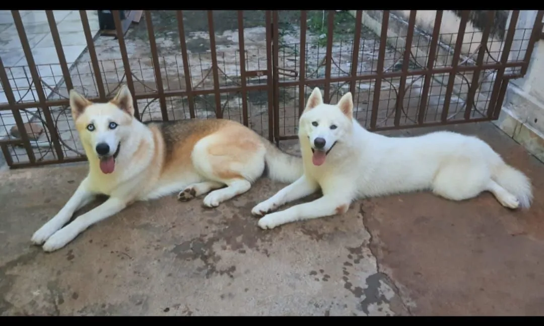 Filhotes de Husky Siberianos para venda