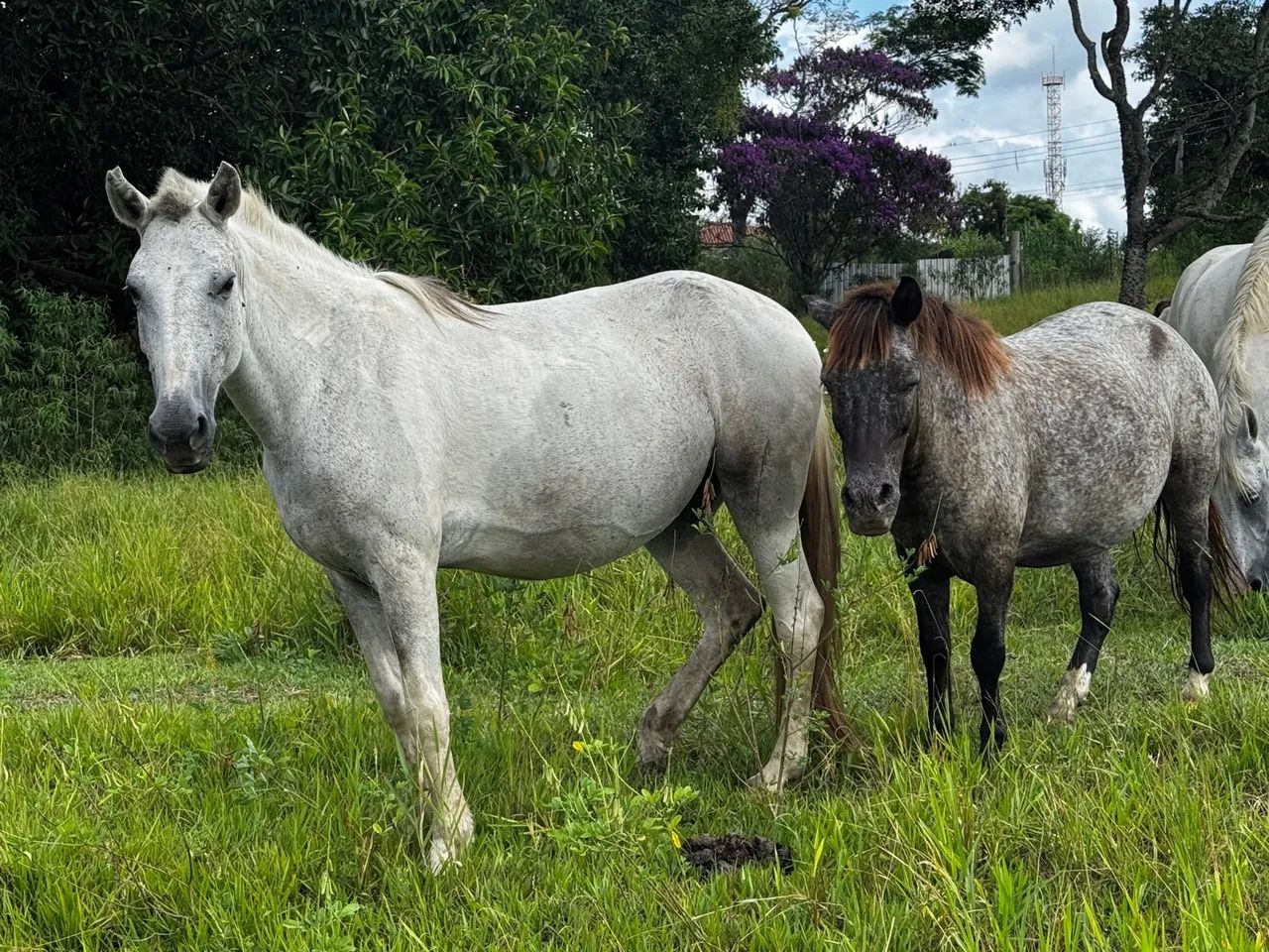 Egua Pampa D?água é Pônei marrom - Foto 6