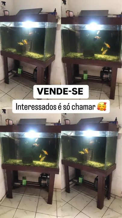 Aquário com estrutura de madeira