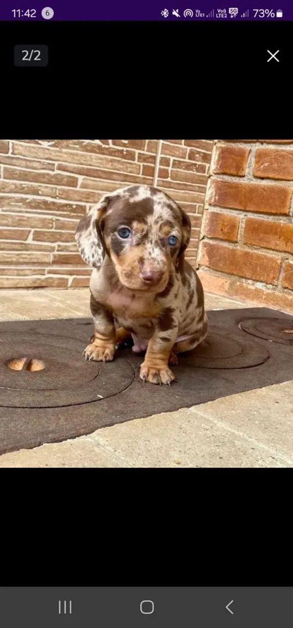 Basset miniatura Alerquim 