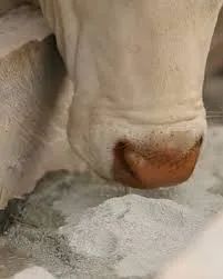 sal mineral para gado  - Foto 2