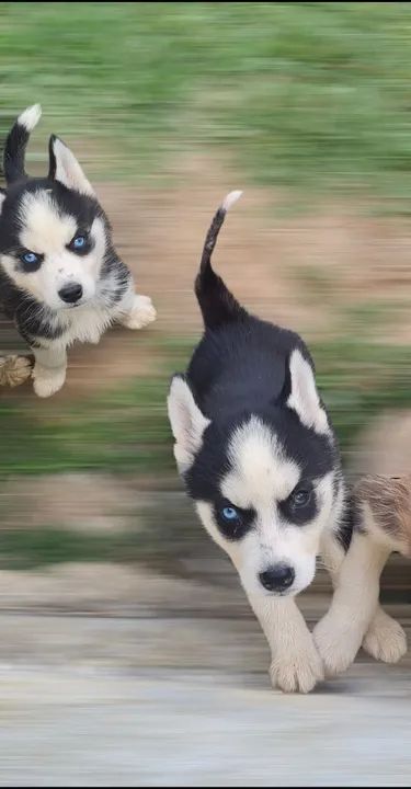 Husky Siberiano! - Foto 2