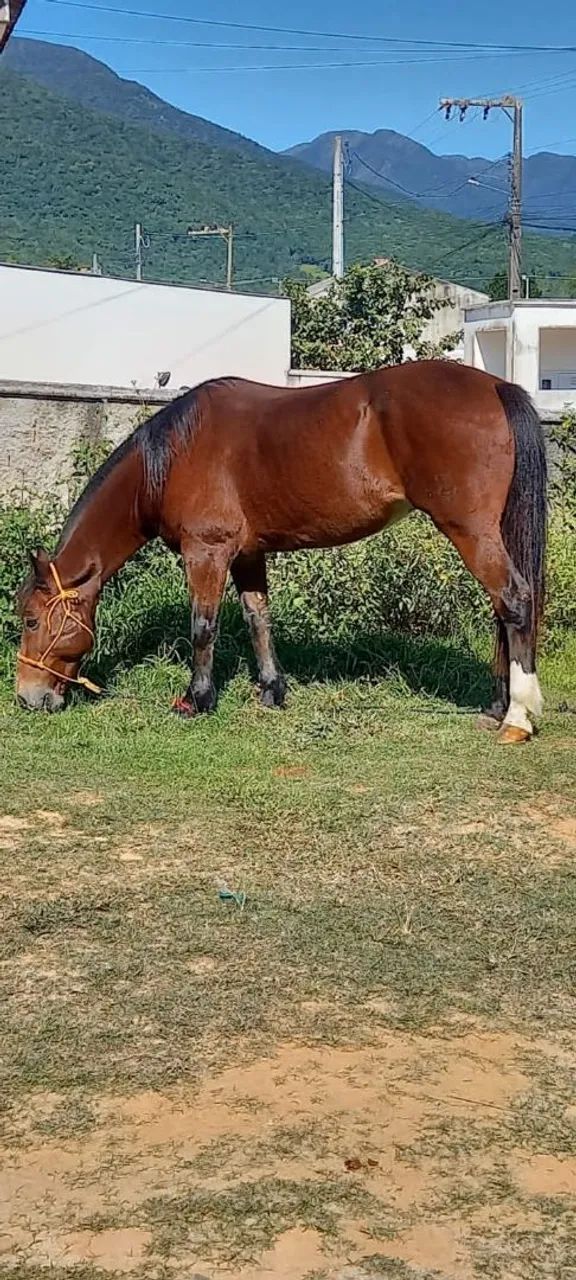 Cavalo para venda - Foto 2