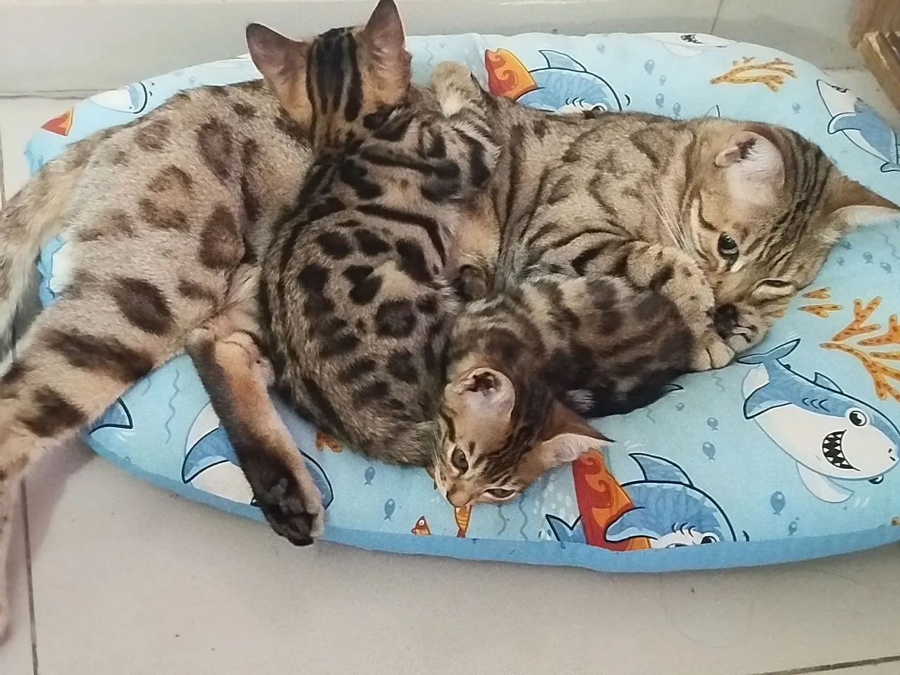  Filhotes Bengal Lindos