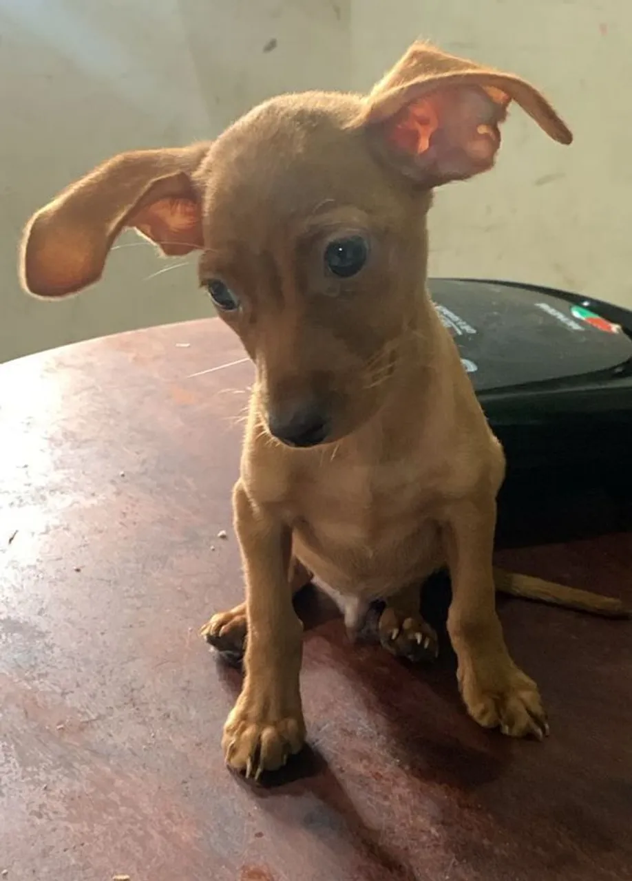 Filhote de Pinscher