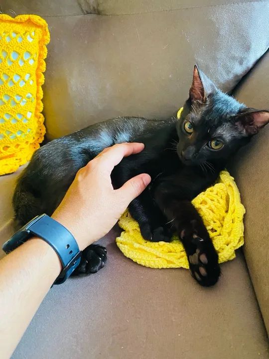 Gatinho Preto Adorável para Adoção - Foto 4