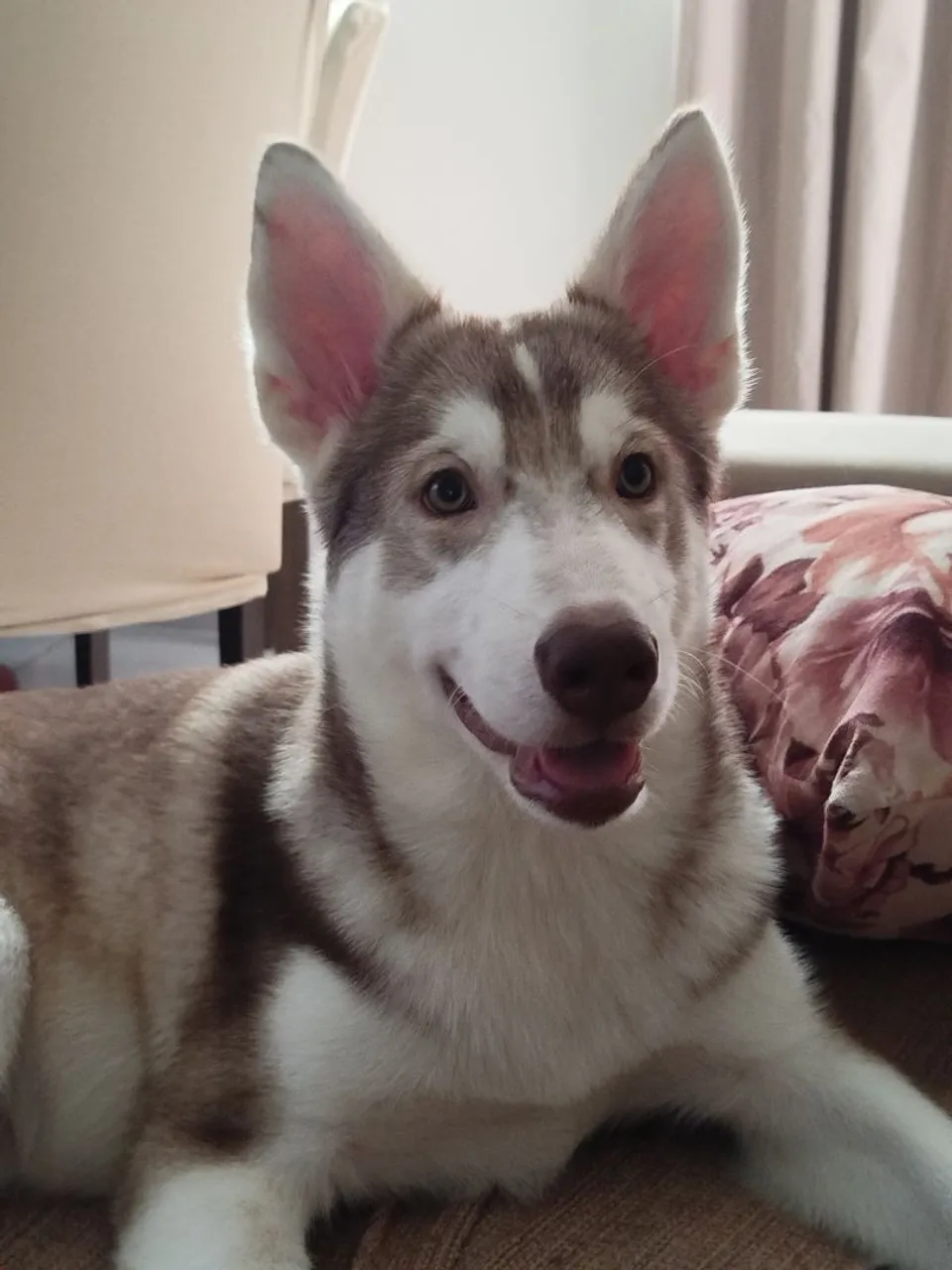 Husky Siberiano Filhote - Pelúcia e Energia!