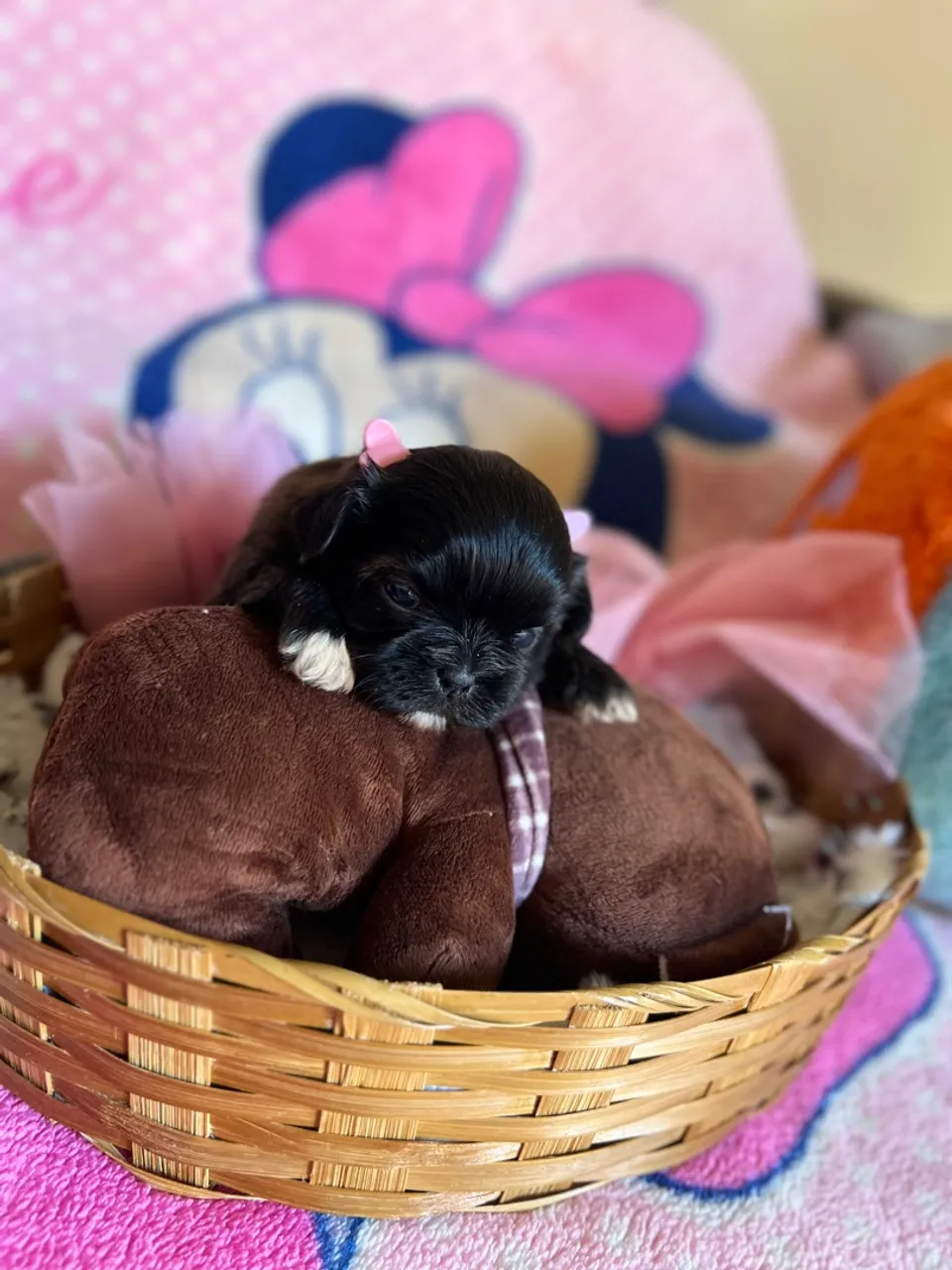 Filhotes shihtzu