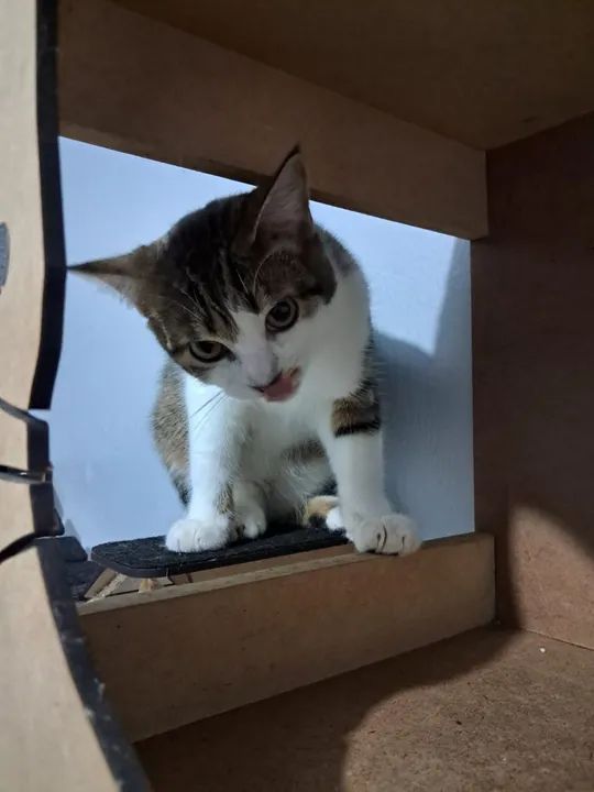 Gatinhos pra adoção (gato) - Foto 3