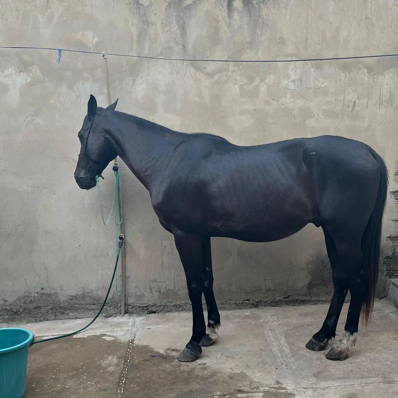 Ótimo cavalo, dócil, rápido e bom de arreio.