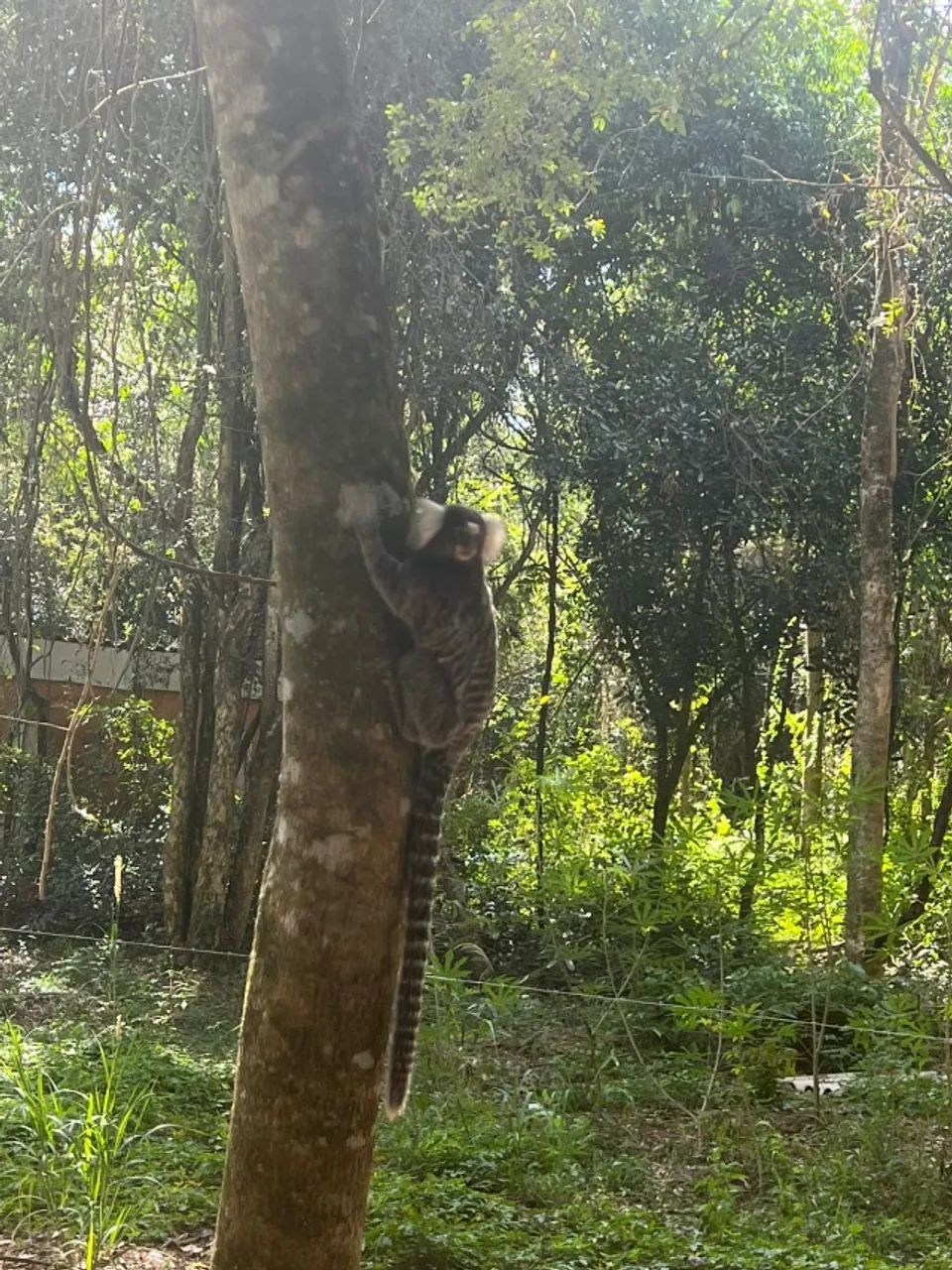 Foto - Sarapuí - 