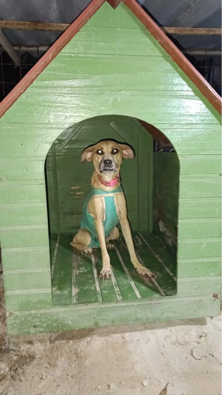 Cachorrinha