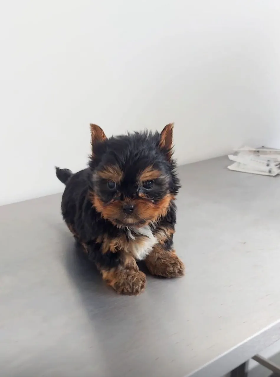 Filhote de Yorkshire Terrier - Fofo e Charmoso