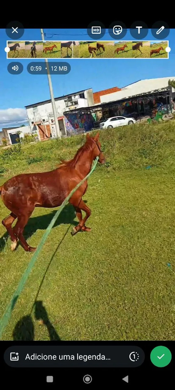 Cavalo para venda
