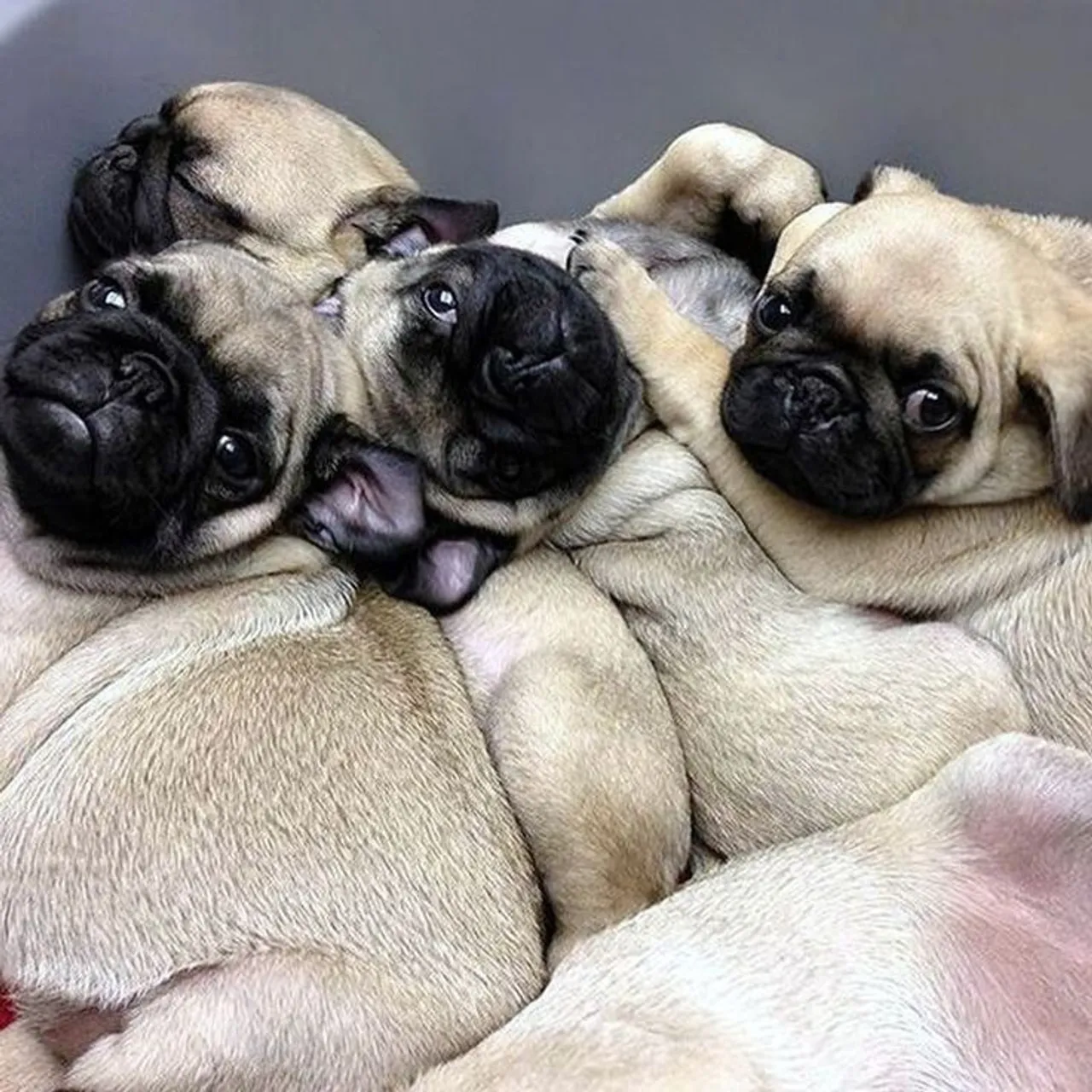 Pug trio parada dura