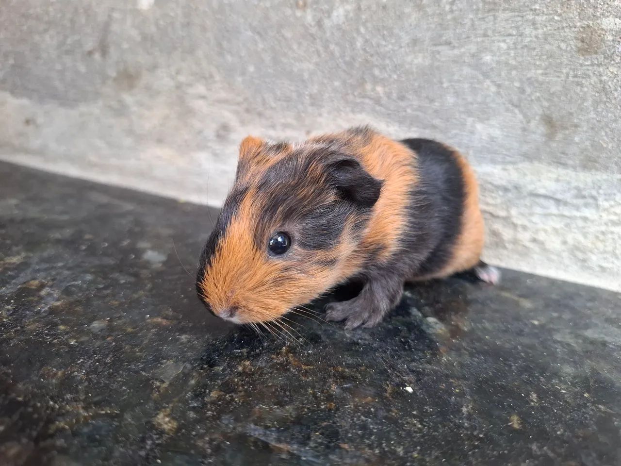 Porquinho da india sheltie  - Foto 3