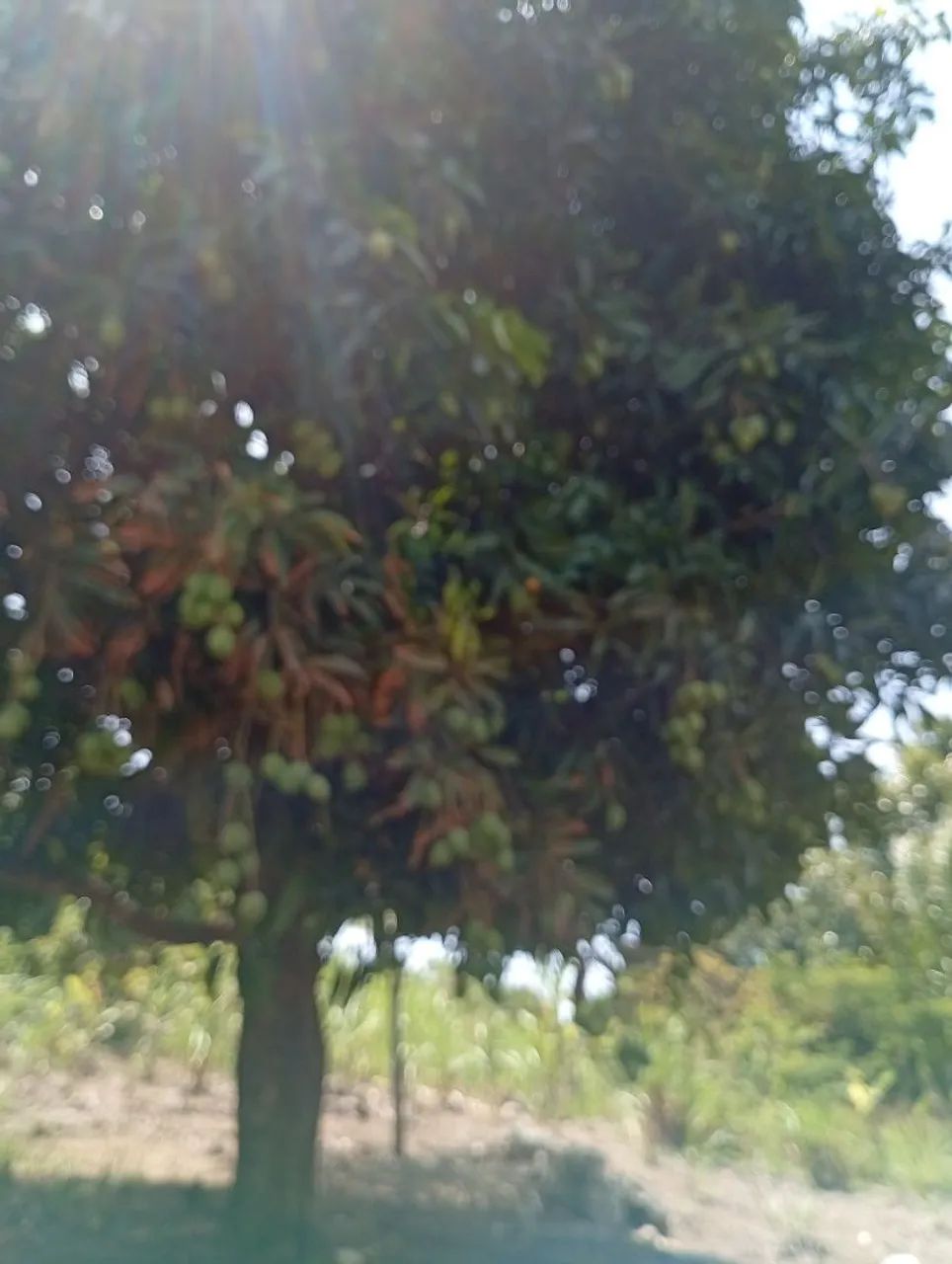 Foto - Niterói - Barreto