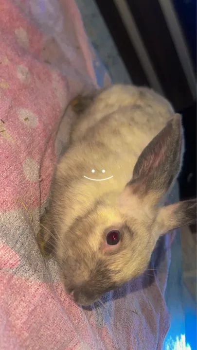 Coelhinho fofinho para adoção - Foto 6