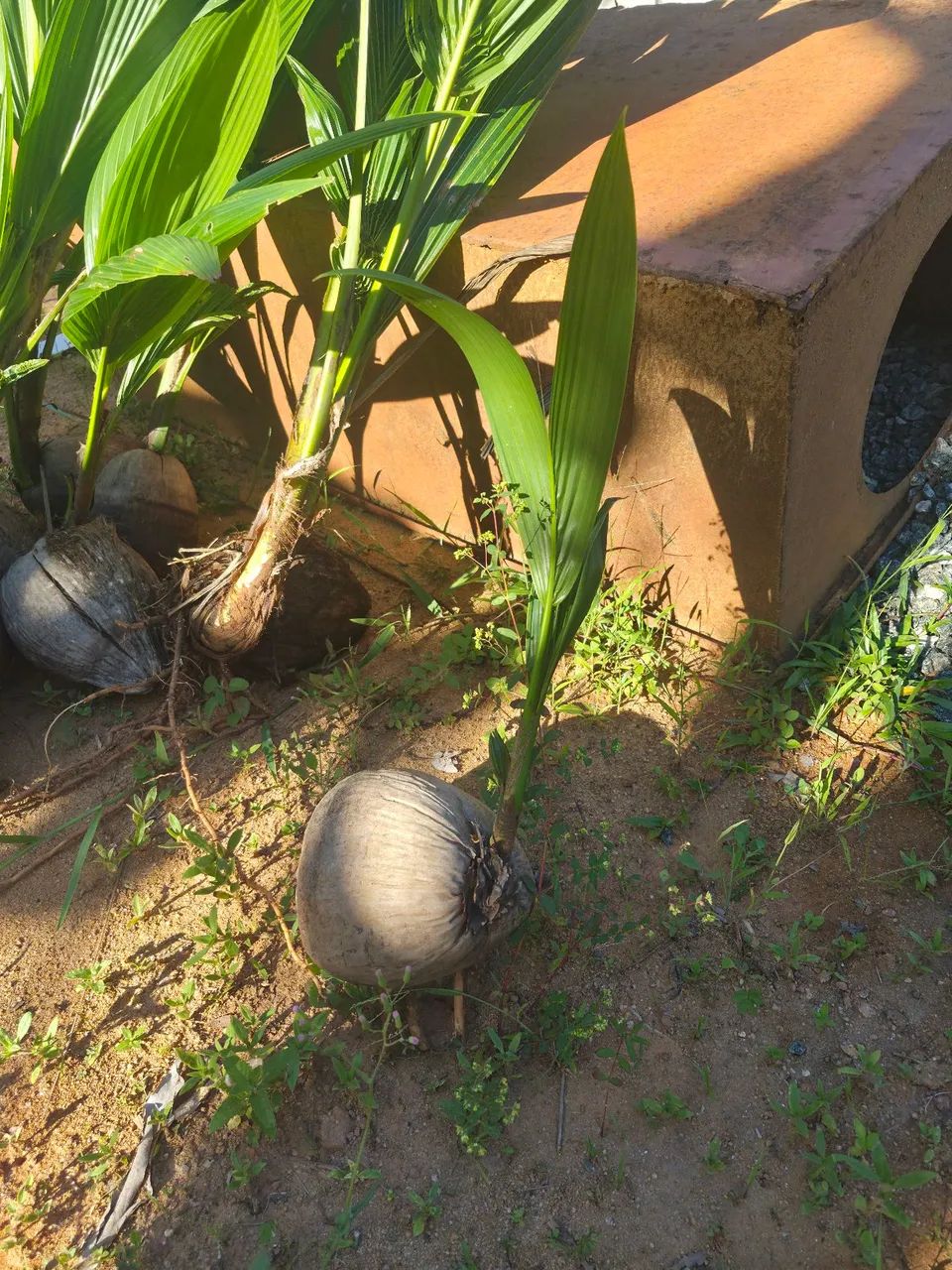 MUDA DE COCO - Foto 3
