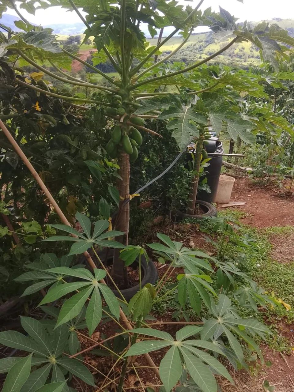 Excelente Chácara com 5.000m² Piranguinho MG - Foto 5