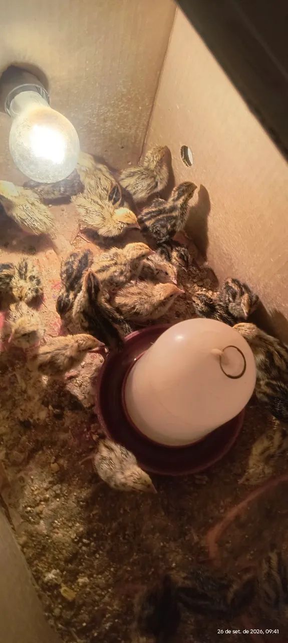 Vendo filhotes de codornas gigantes  - Foto 4