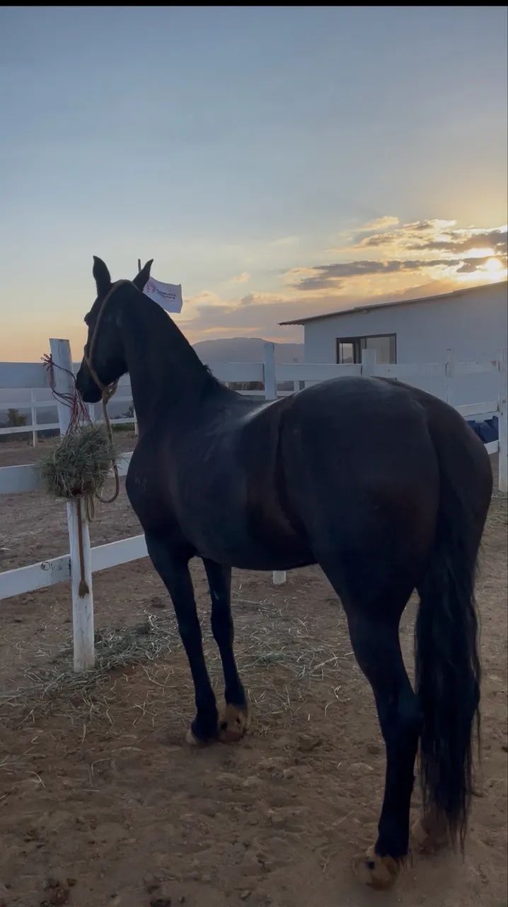 égua preta linda  - Foto 3