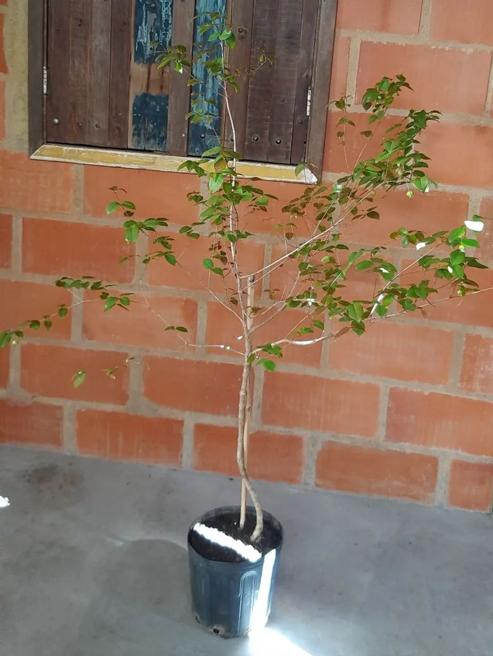 Muda de Pitanga  - Foto 4