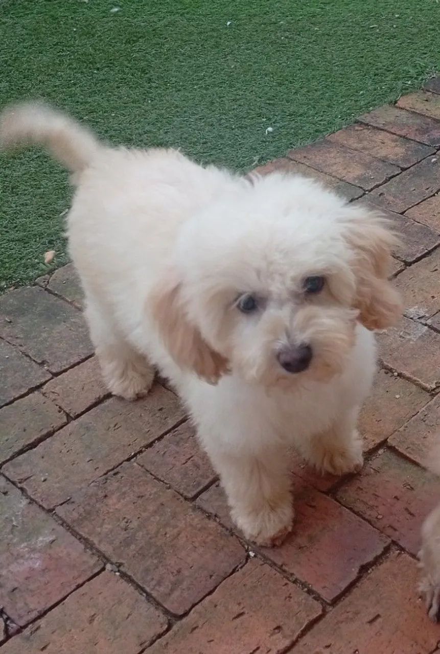 Filhote poodle macho - Foto 3