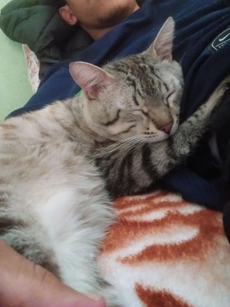 Doa-se gato