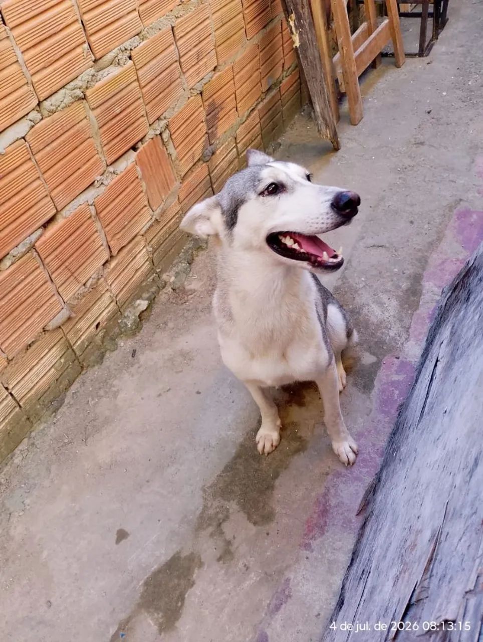 Cachorra docio não e braba  - Foto 2