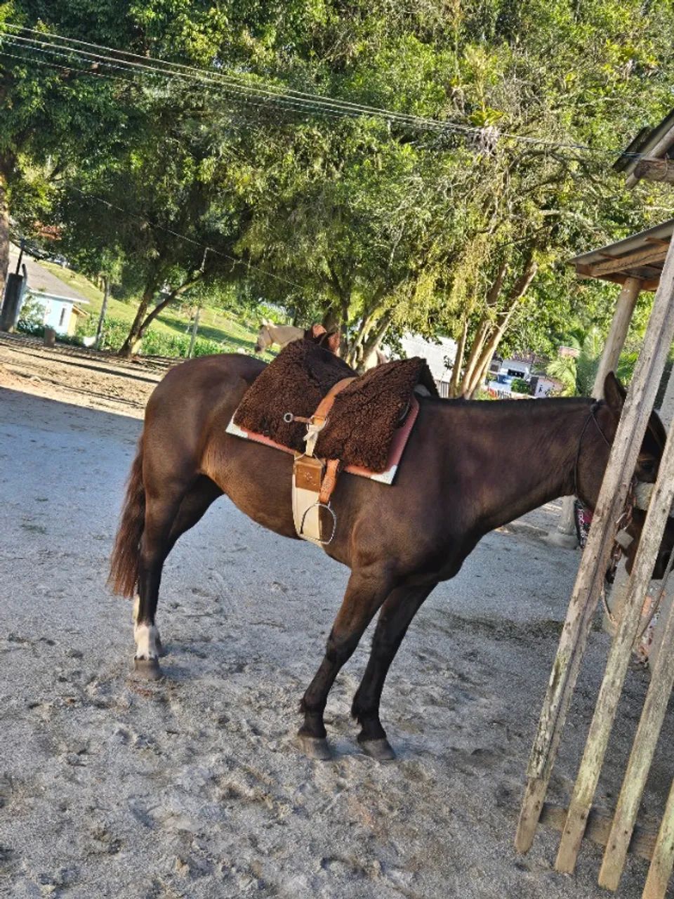 Cavalo - égua mansa - Foto 3