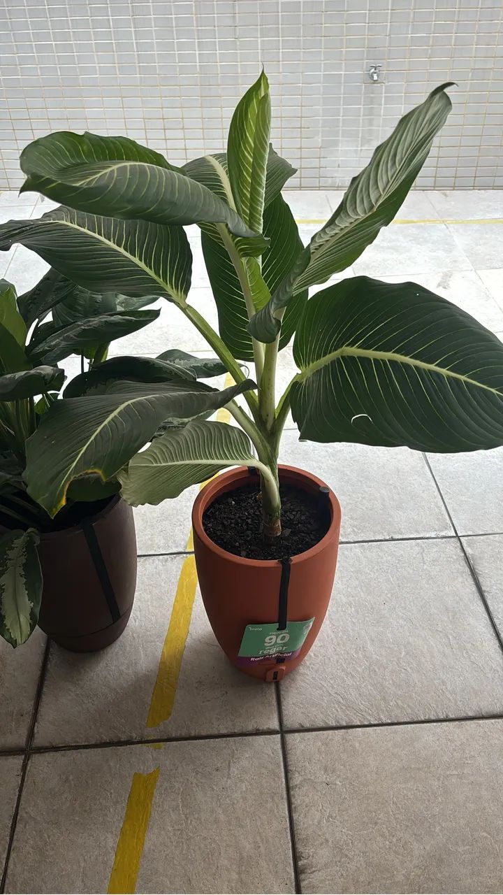 Planta com vaso  - Foto 3
