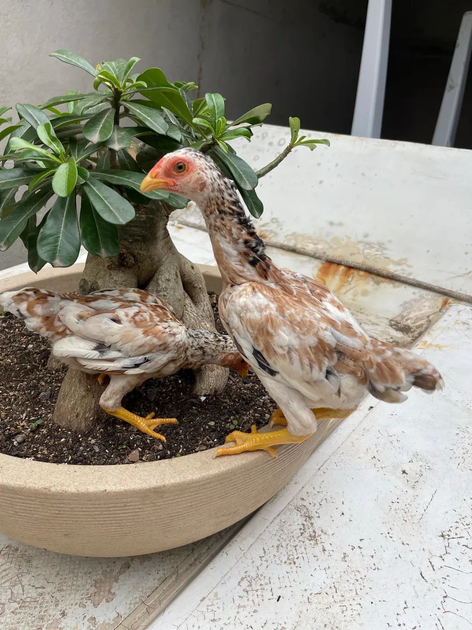 Mini galo - Foto 5