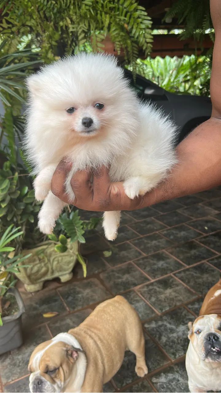 Spitz Fêmea Qualidade impecável 