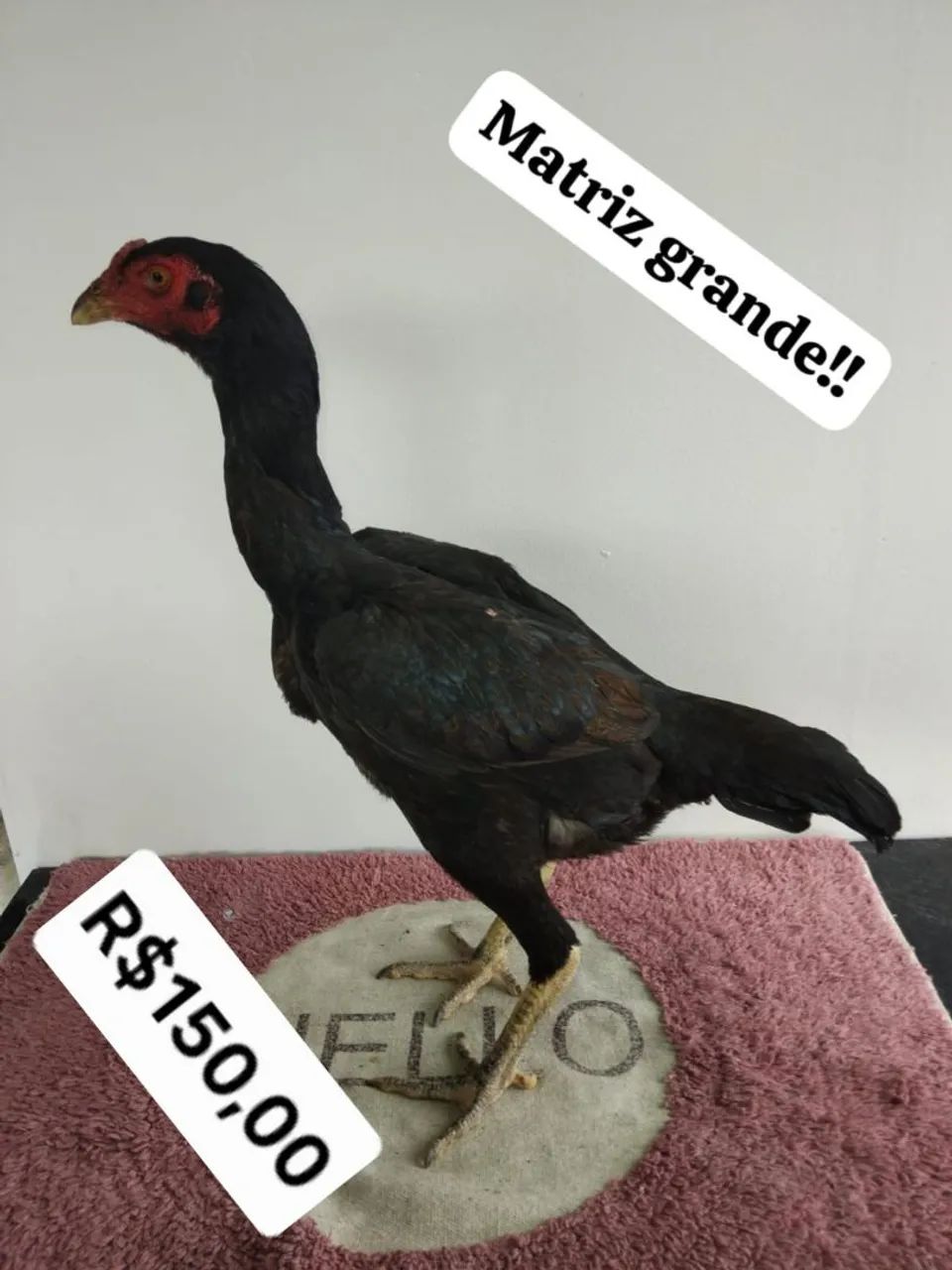 Frangas da melhor genetica Mura!!! - Foto 3