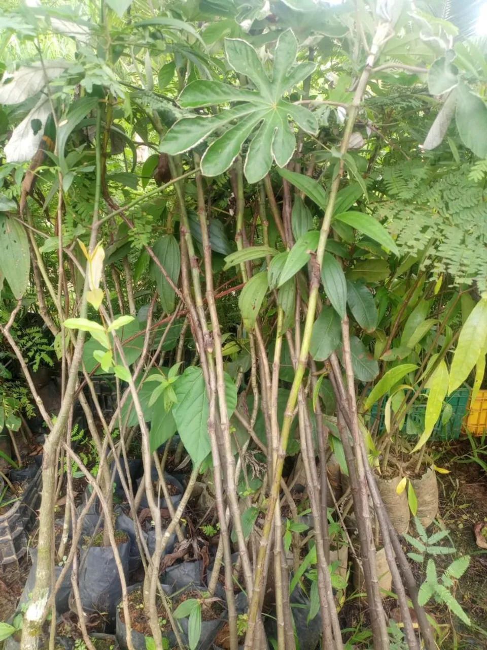 Mudas nativas para reposição ambiental - Foto 4