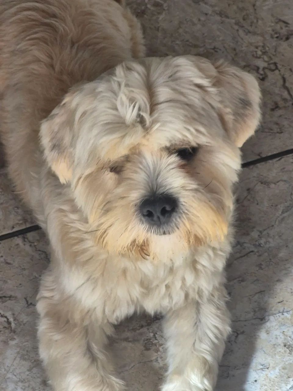 Cachorro doando  - Foto 4