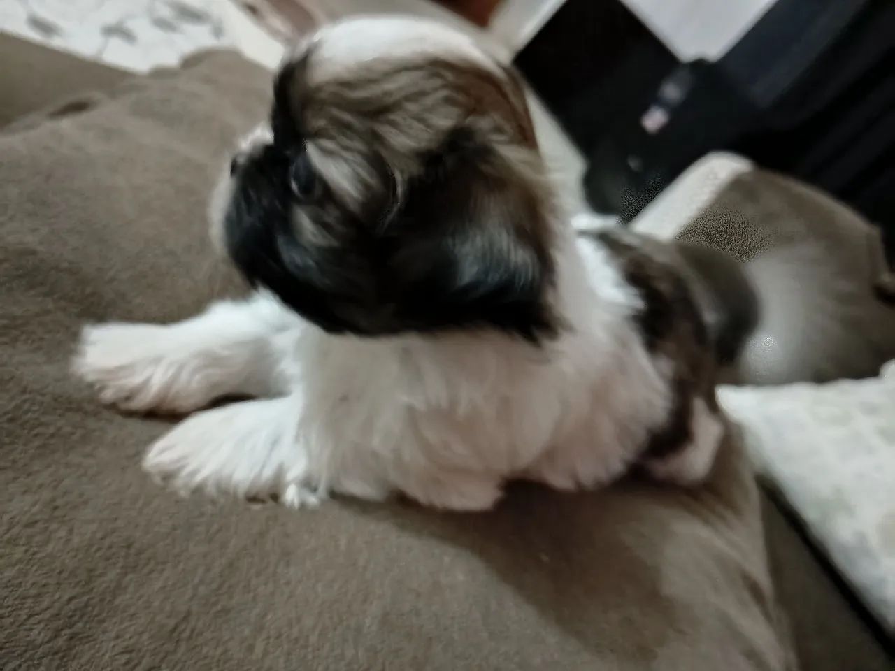 Shitzu macho * - Foto 5