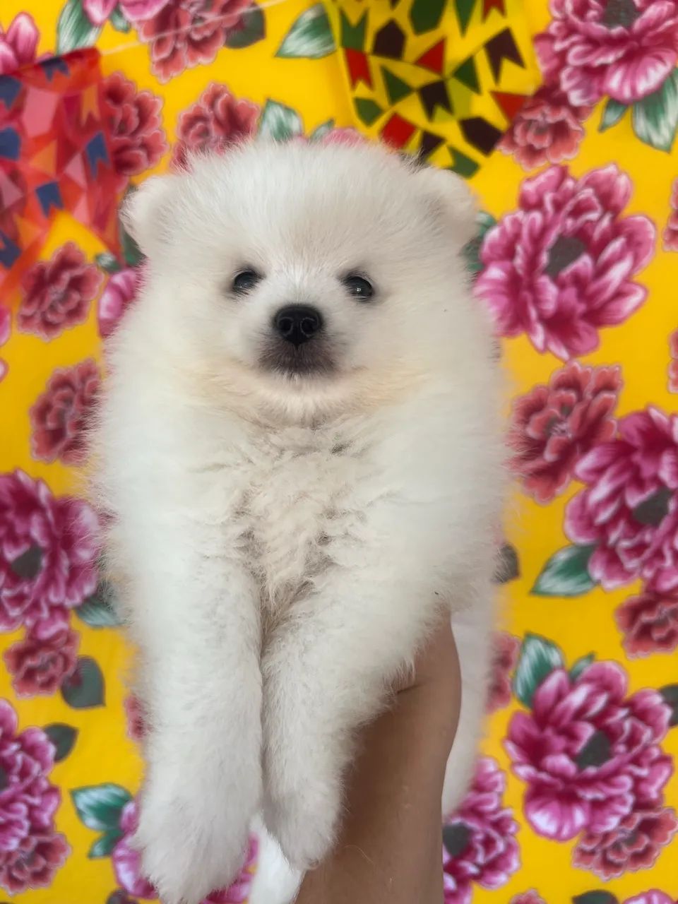 Spitz alemão  - Foto 3