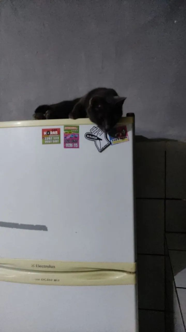 Doação de gata - Foto 4
