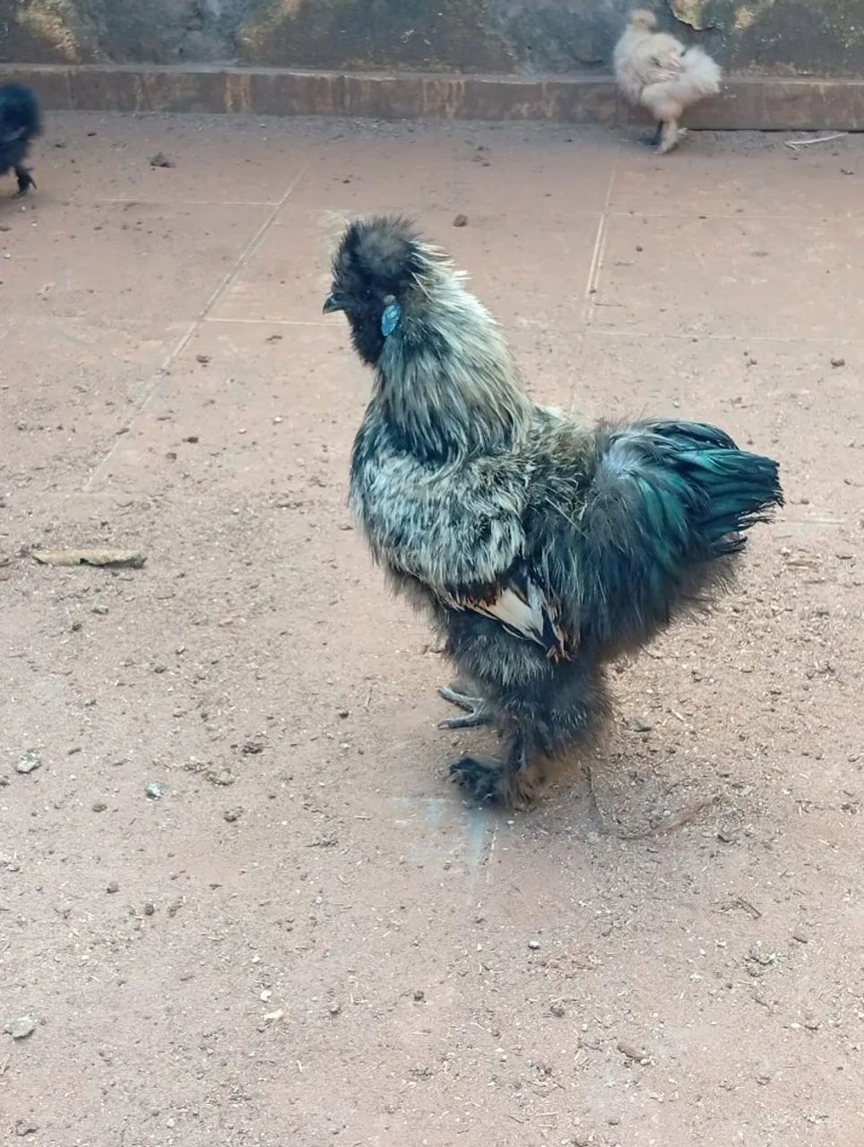 Galinha Sedosa - Foto 5