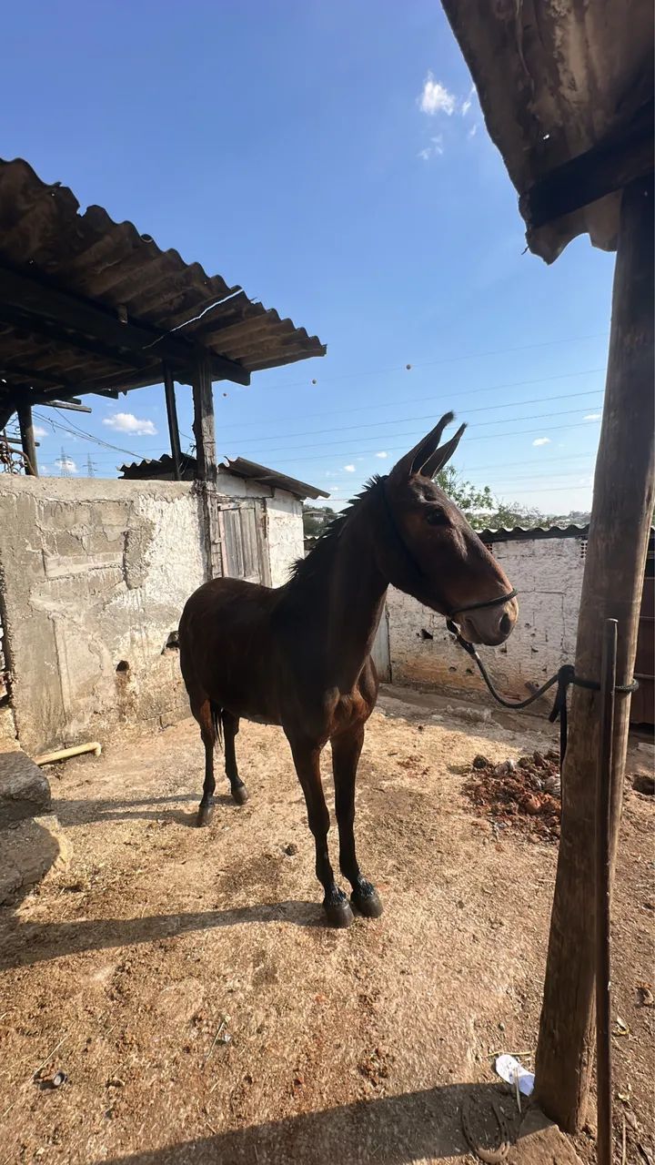BURRO MANSO  - Foto 2