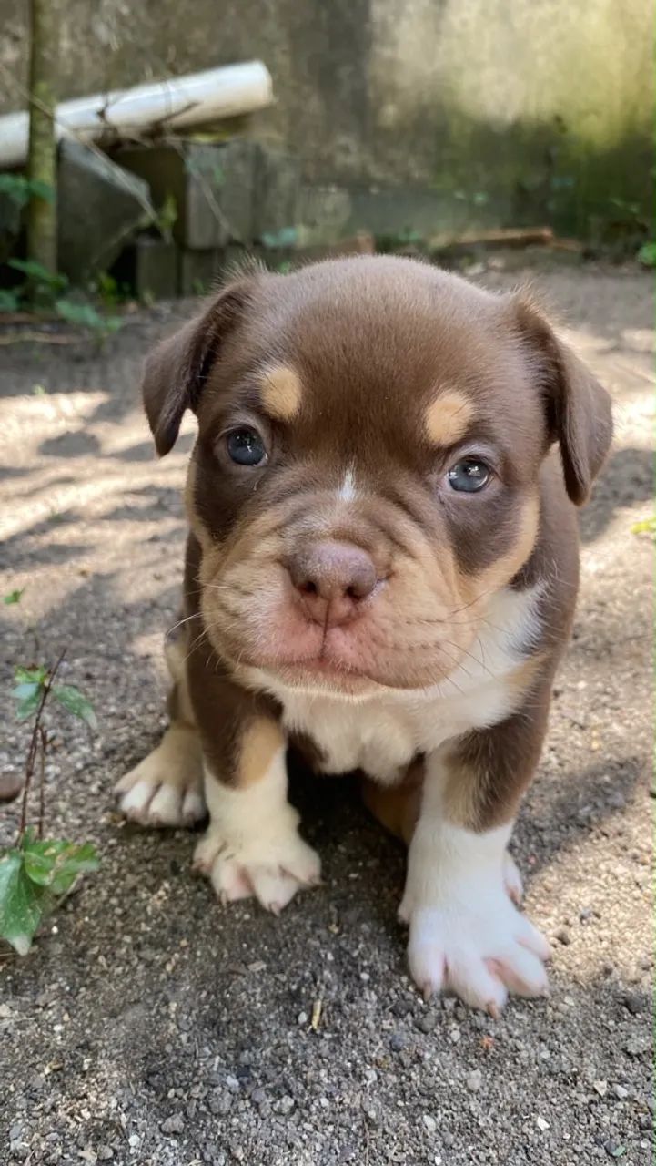 Cachorro American Bully  - Foto 4