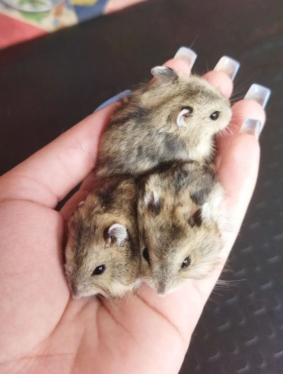 Hamster Anão russo filhotes - Foto 2