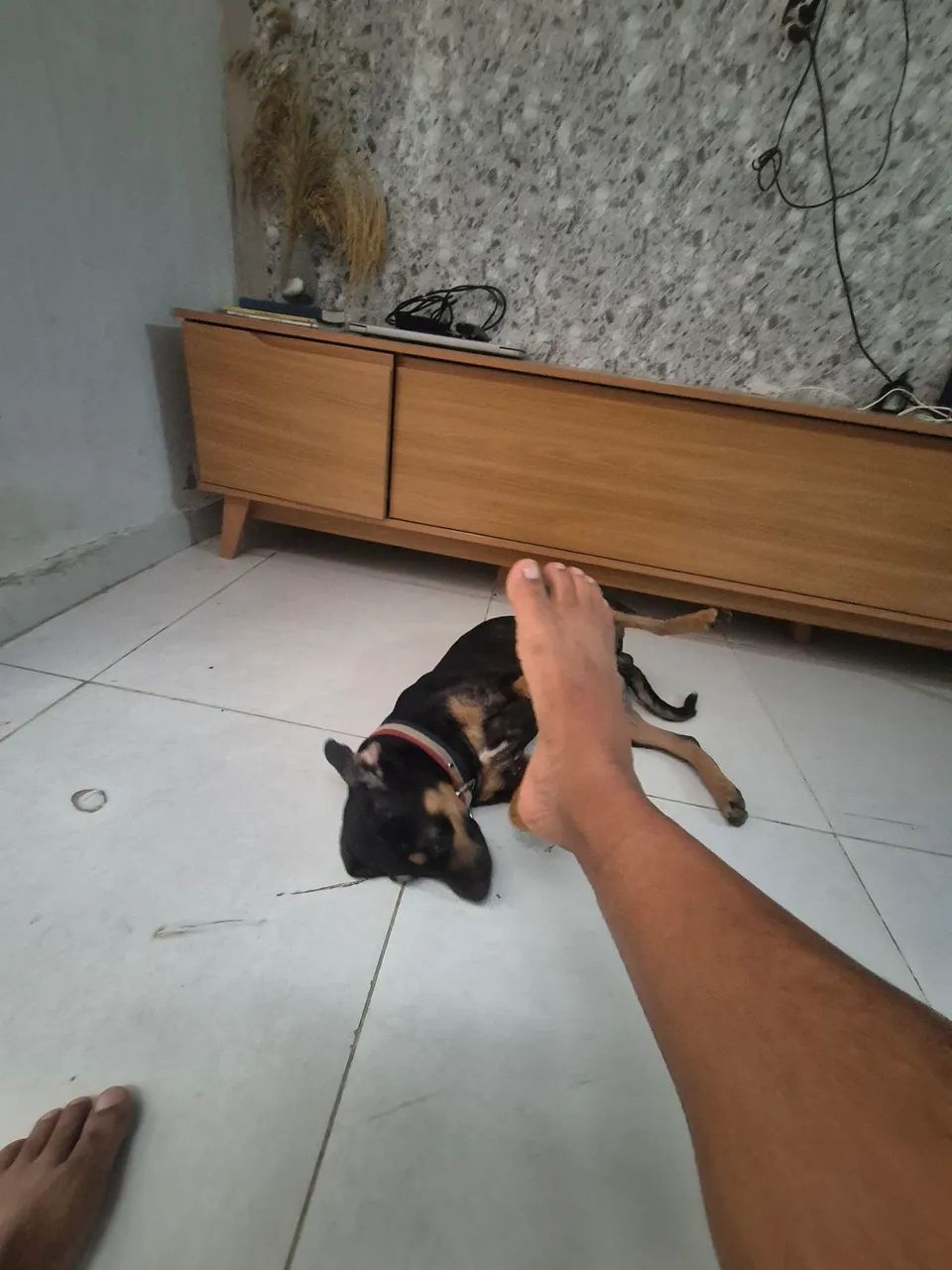 Doação cachorro  - Foto 3