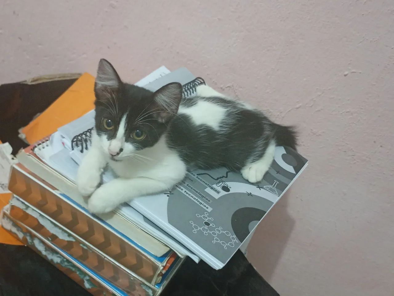 Gatinhas para adoção conjunta  - Foto 3