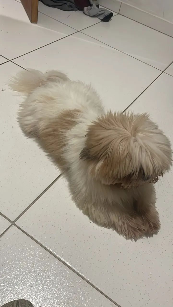 Shitszu macho procura namorada - Foto 5
